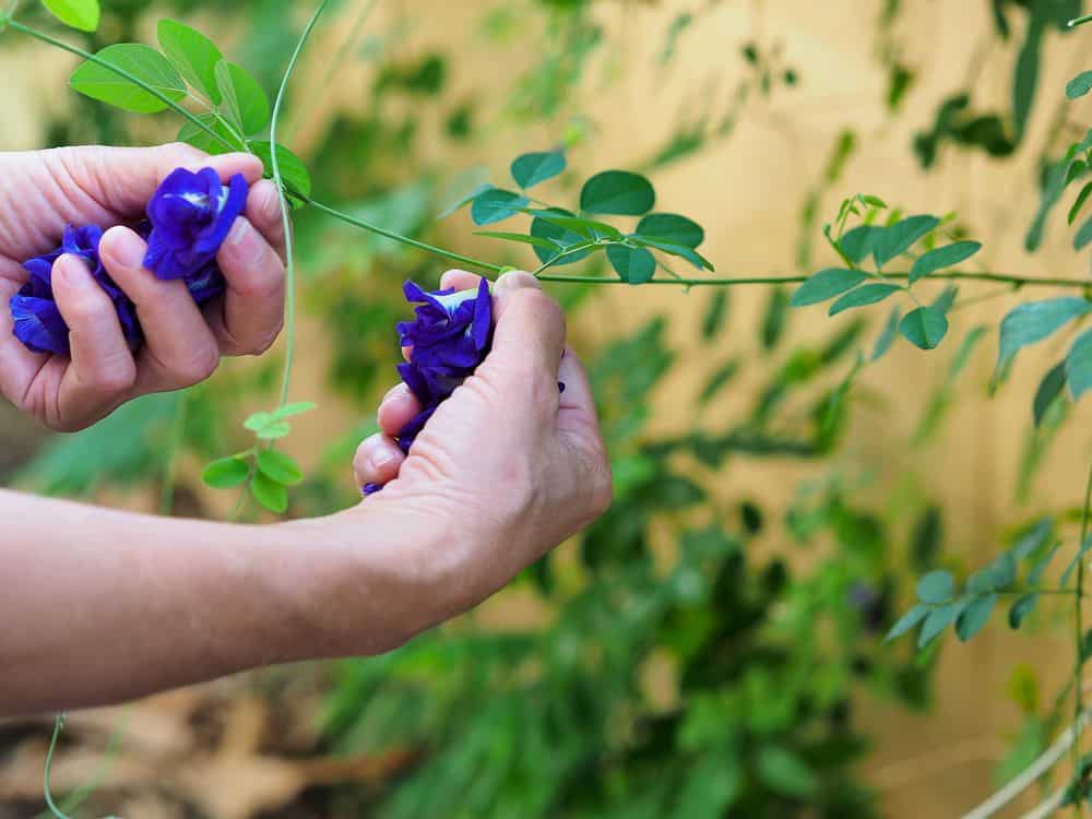 A woman harvesting butterfly pea flowers for hair care